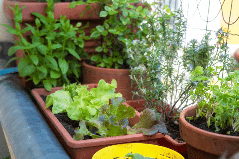 Cultivez votre potager meme en appartement fraicheur et economies garanties